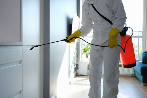 Best Same-Day Mold Removal  in Fort Recovery, OH