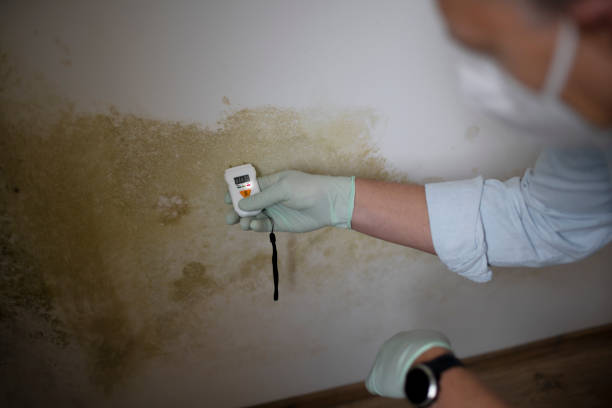 Best Home Mold Removal  in Fort Recovery, OH