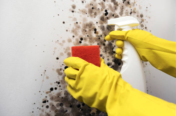 Best Mold Removal Company Near Me  in Fort Recovery, OH