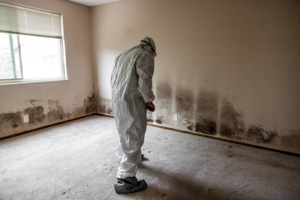 Best Commercial Mold Removal  in Fort Recovery, OH