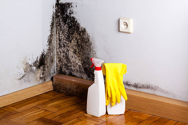 Best Mold Cleaning Services  in Fort Recovery, OH